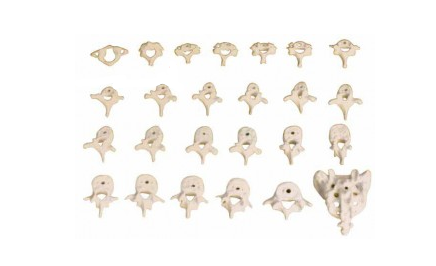 人體骨骼模型 人體骨骼模型