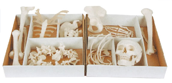 人體骨骼模型 人體骨骼模型