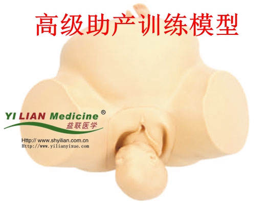 婦產科護理模型