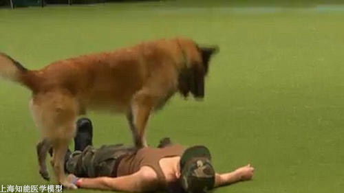 心肺復蘇模擬人 心肺復蘇模擬人