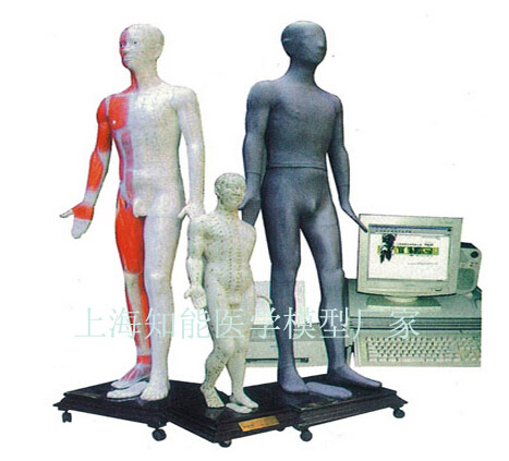 多媒體人體針灸穴位發光模型