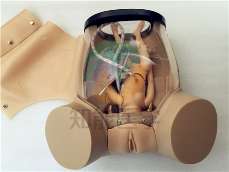 分娩機(jī)制示教系列模型實拍圖