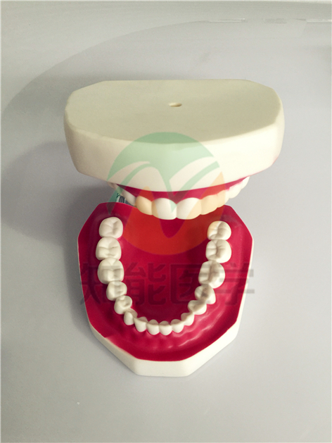 假牙展示模型 假牙展示模型