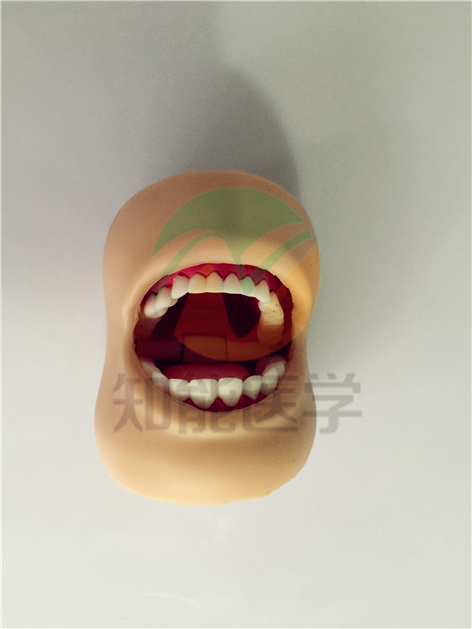 假牙展示模型 假牙展示模型