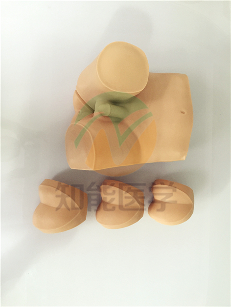 知能醫學模型高級直腸指診檢查模型 知能醫學模型高級直腸指診檢查模型