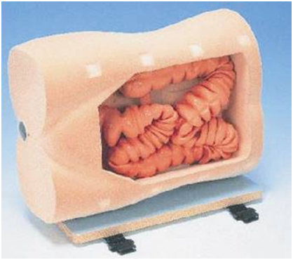 知能醫(yī)學結腸鏡檢查訓練模型 知能醫(yī)學結腸鏡檢查訓練模型
