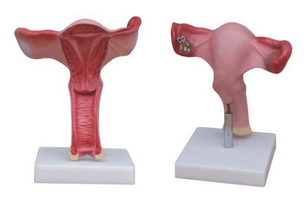 知能醫學模型子宮放大模型 BIX-FZG 知能醫學模型子宮放大模型 BIX-A584