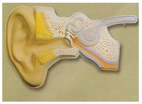 知能醫學耳聽覺調節模型 BIX-A2135 知能醫學耳聽覺調節模型 BIX-A2135