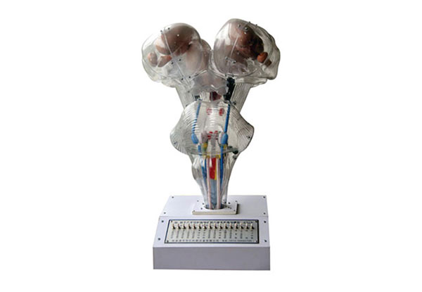 腦神經(jīng)核立體關(guān)系電動模型產(chǎn)品功能測試報(bào)告