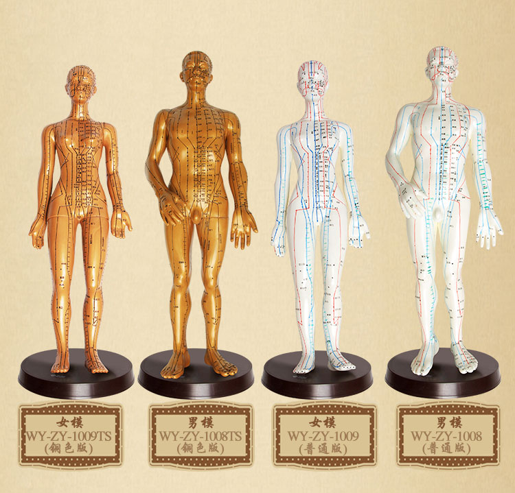 中醫針灸模型 中醫針灸模型