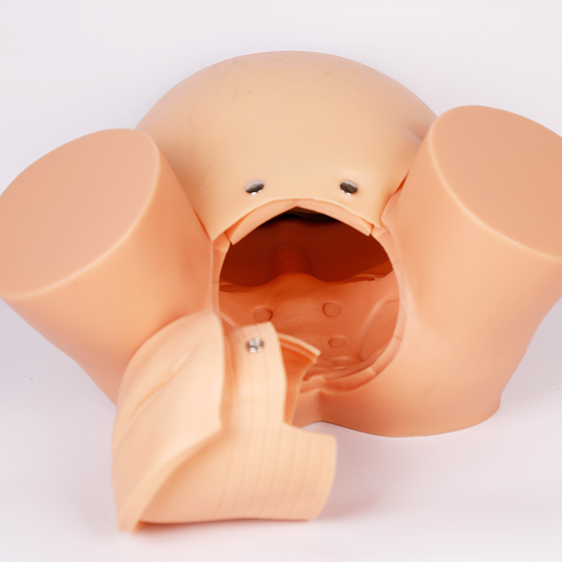 分娩過程模擬模型 分娩過程模擬模型